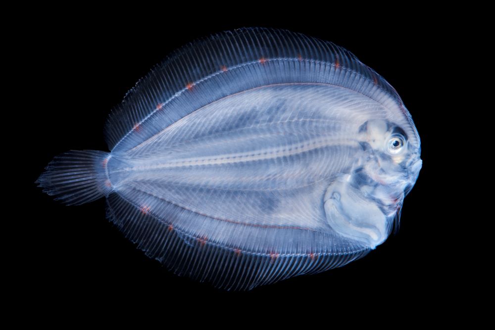 Méditerranée une mer de douler