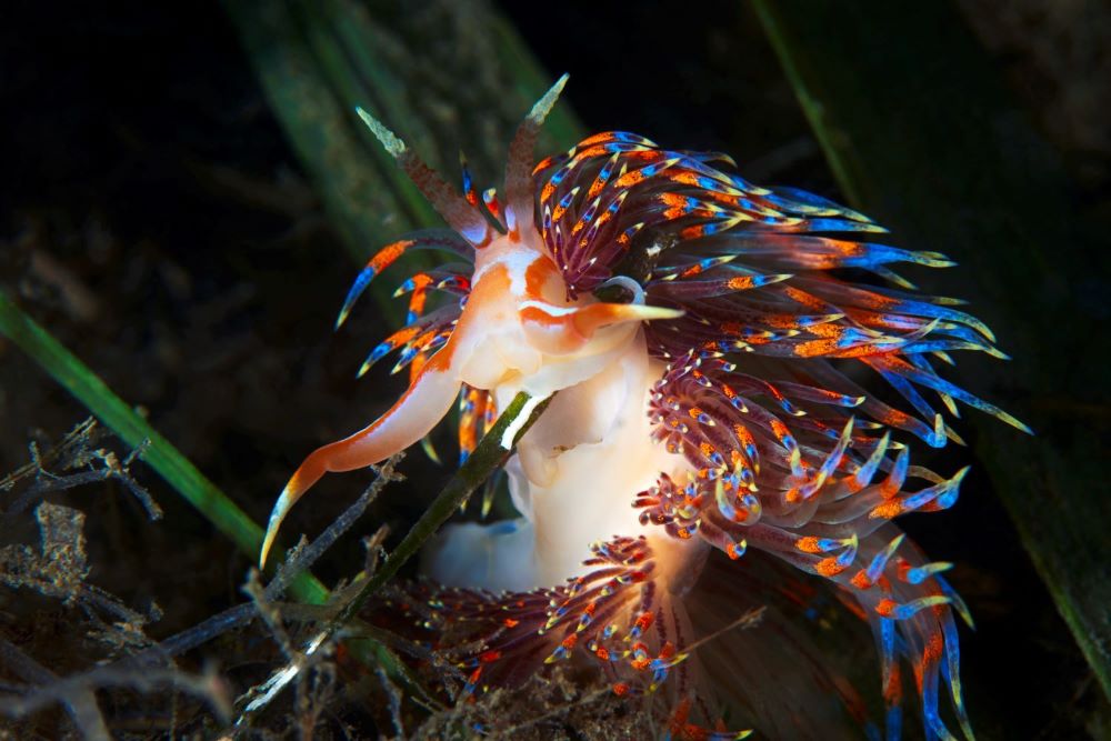 Méditerranée une mer de douler