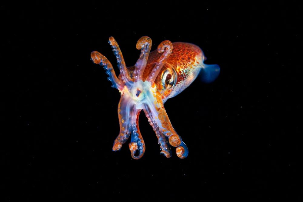 Méditerranée une mer de douler