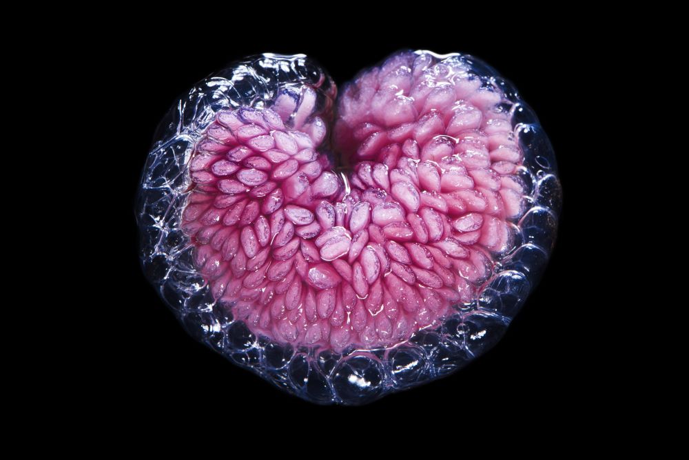ecosistemi marini profondi mediterraneo