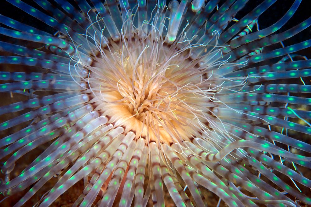 Ecosistemi marini profondi Mediterraneo