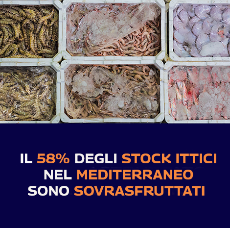 immagine dati stock ittici mediterraneo