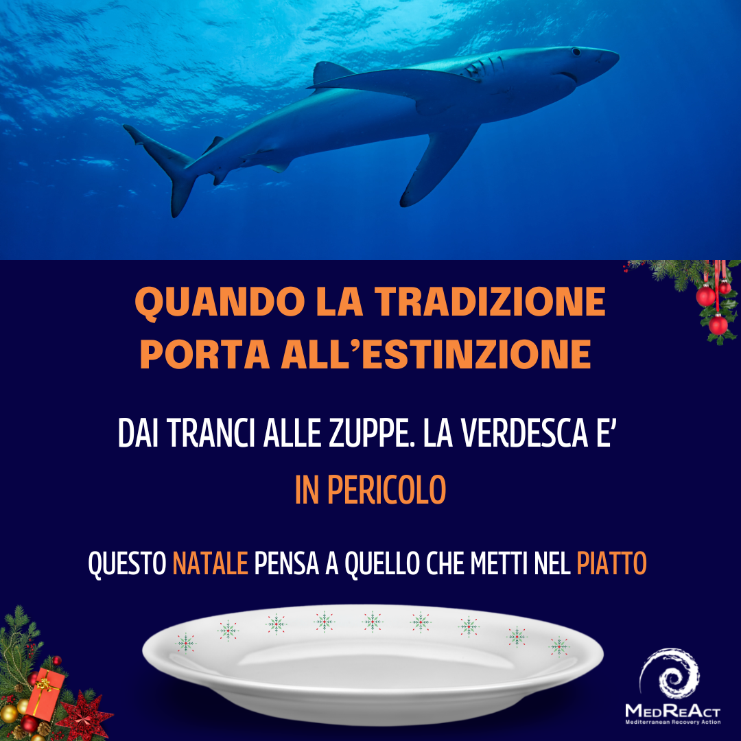 Immagine Verdesca lo squalo più pescato nel Mar Mediterraneo