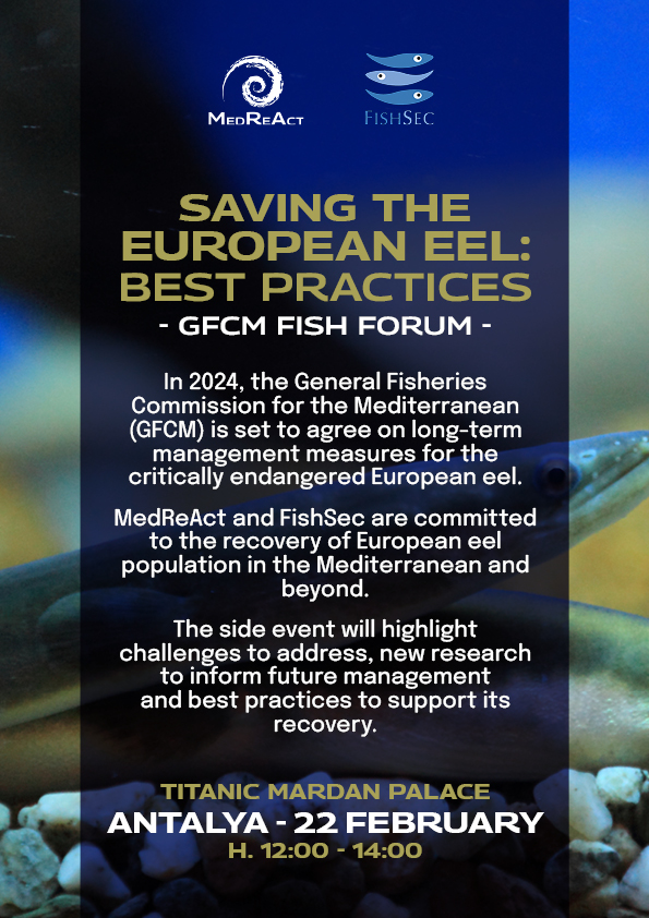 European Eel - Fish Forum 2024