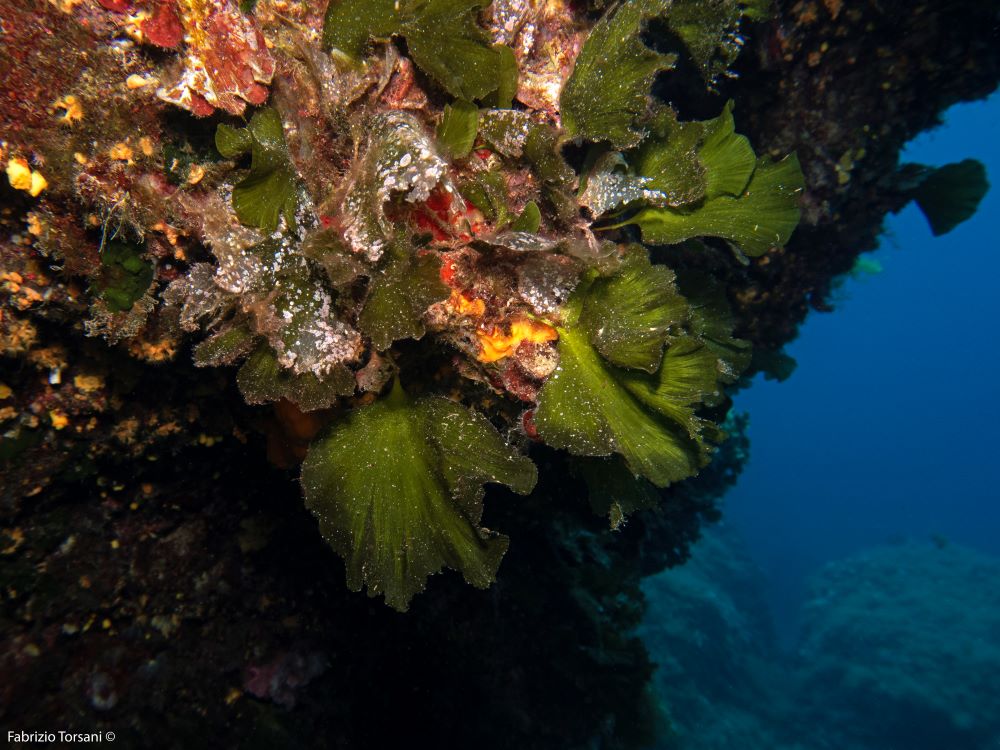 WHO WE ARE - Plàncton Diving and Citizen Science