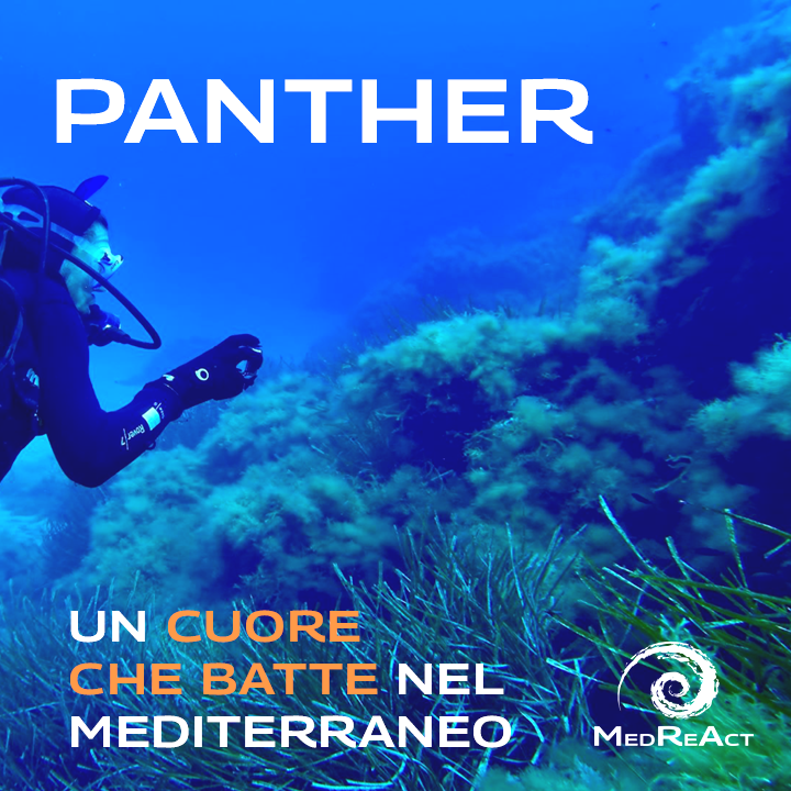 Progetto Panther Mediterraneo