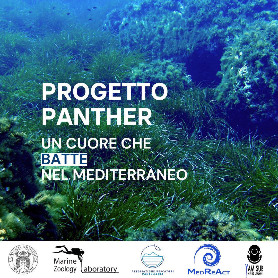 Locandina presentazione progetto Panther, MedReAct