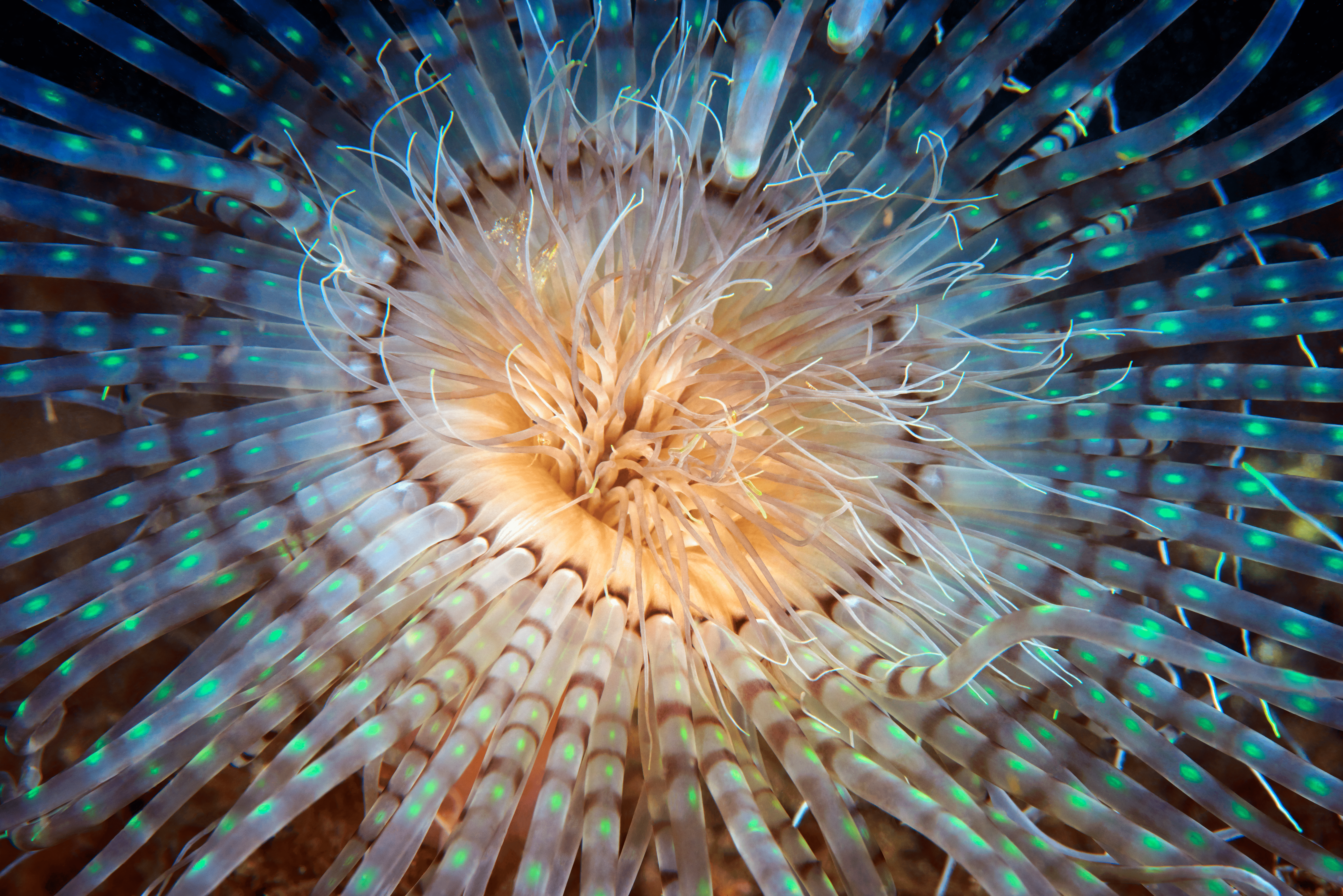 Immagine ecosistema profondo Mar Mediterraneo